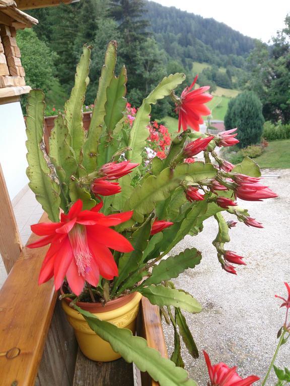 Haus Othmar Schabuss Pension Bad Kleinkirchheim Buitenkant foto